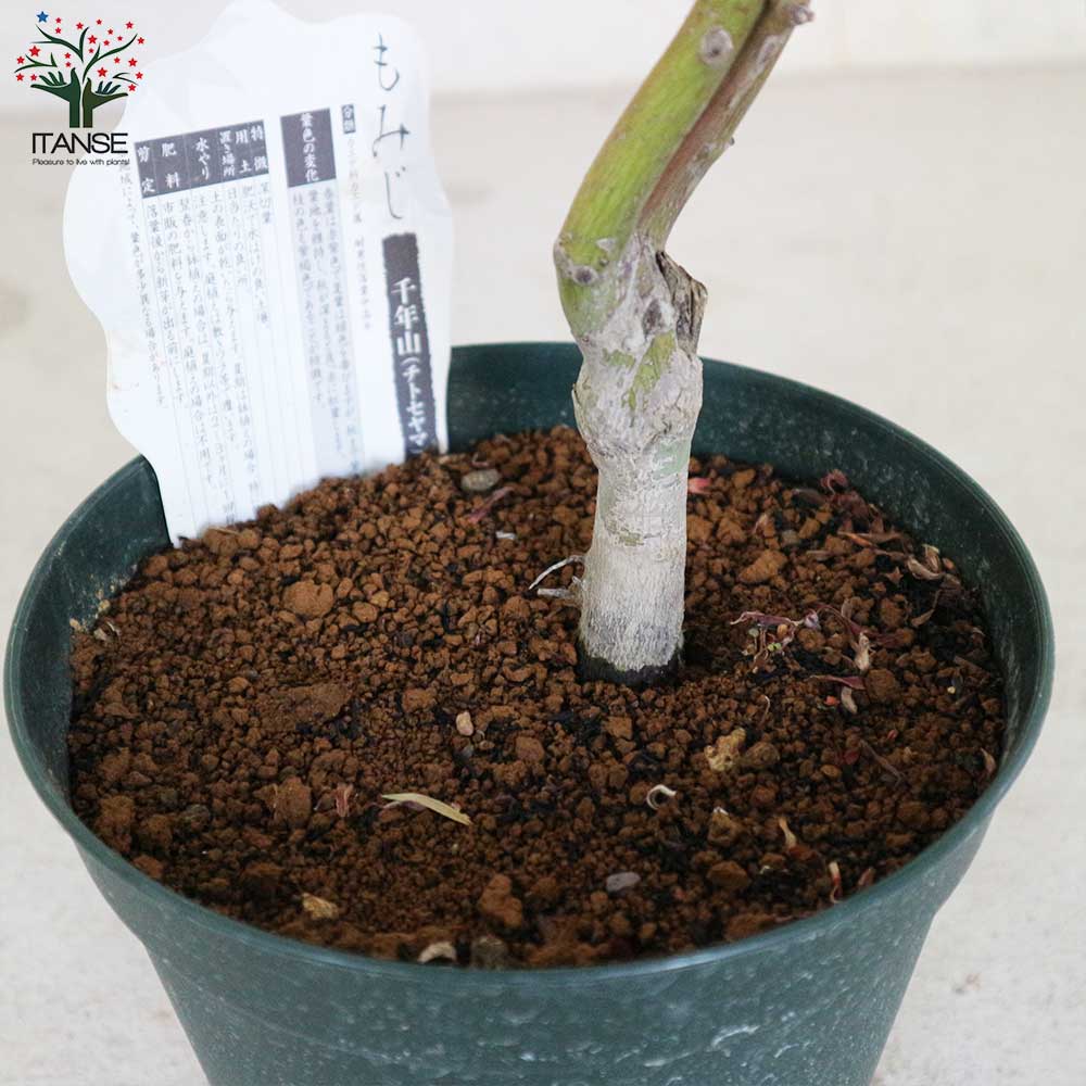 モミジ(カエデ)の苗木 品種：千年山(チトセヤマ)【庭木 6号鉢 接木苗