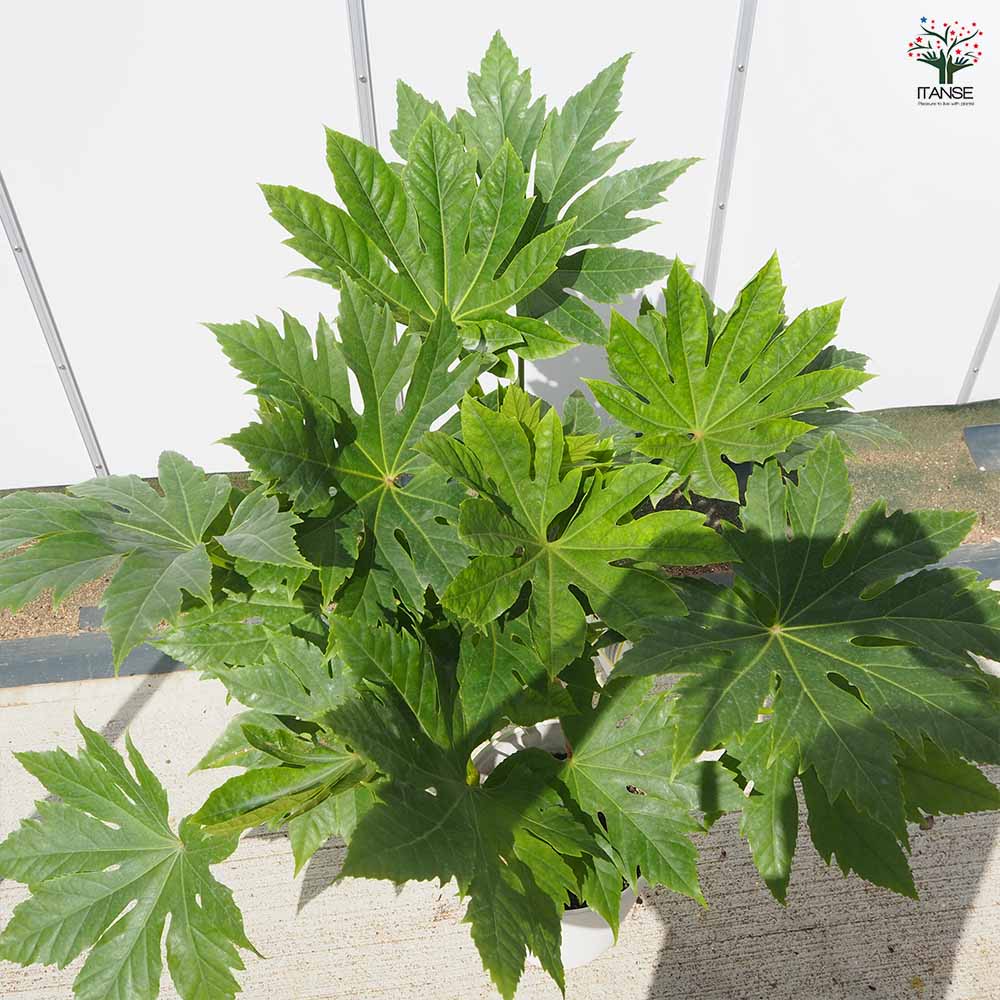 ヤツデ 【花木苗 8号／1個売り】｜ 【植物のITANSE】全品送料