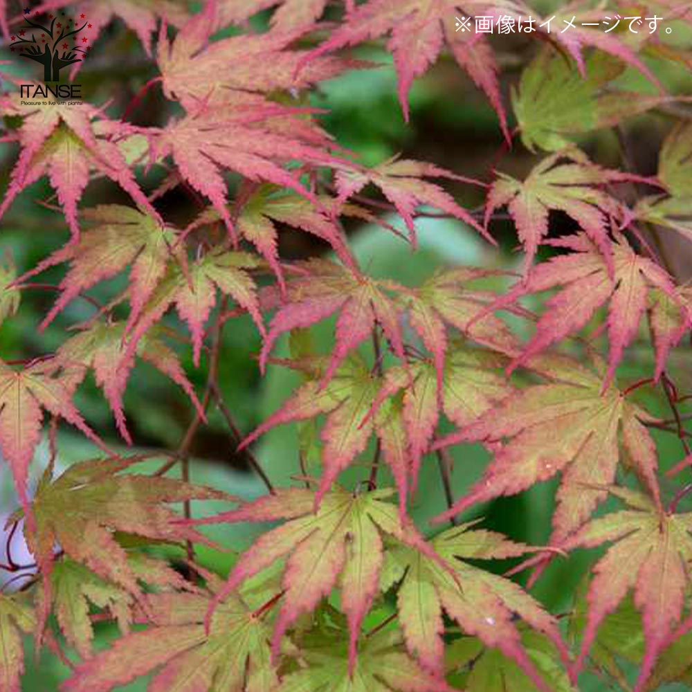 モミジ楓 花言葉 モミジ・カエデ