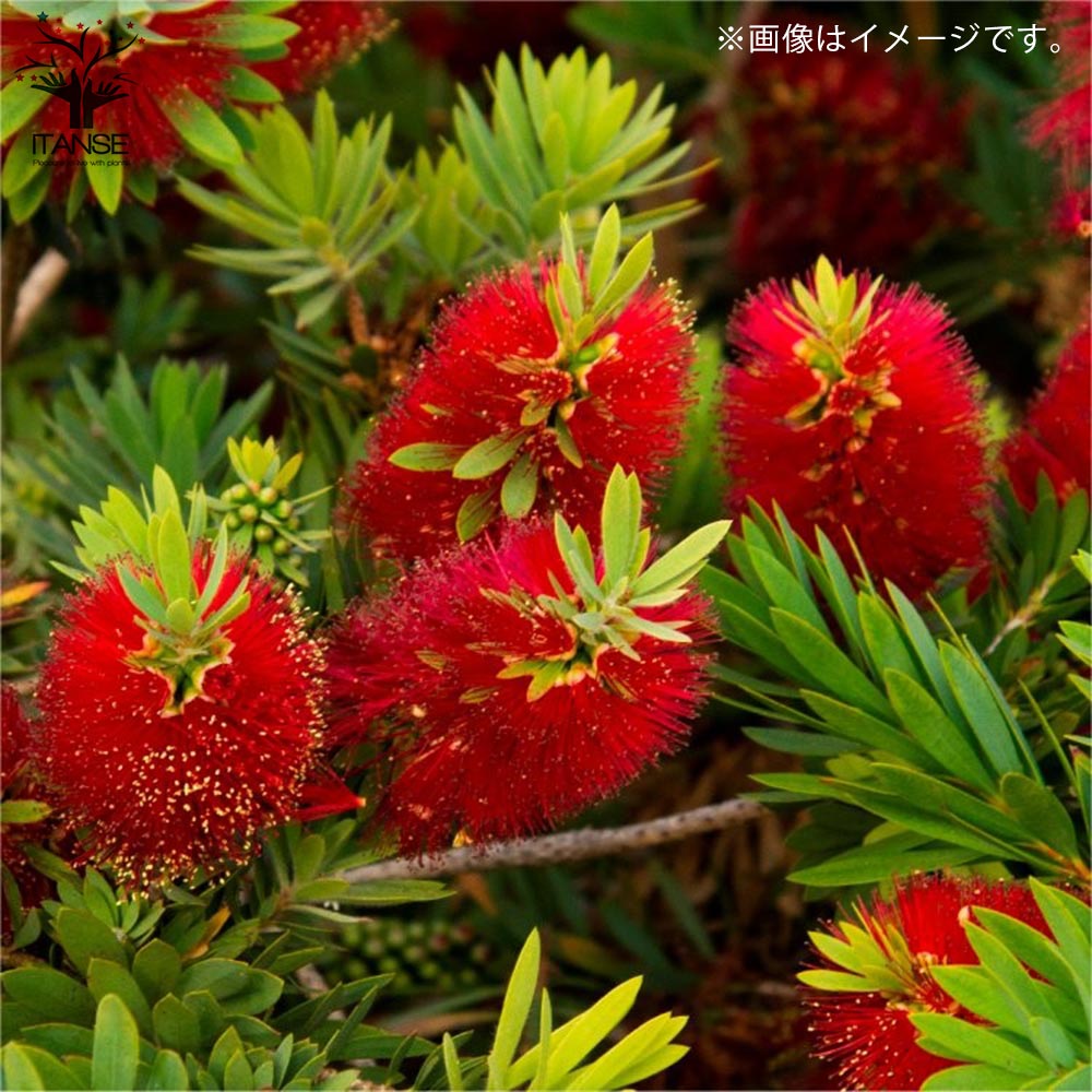 カリステモン (金宝樹)【庭木7号スリット鉢／1個売り】｜ 【植物の