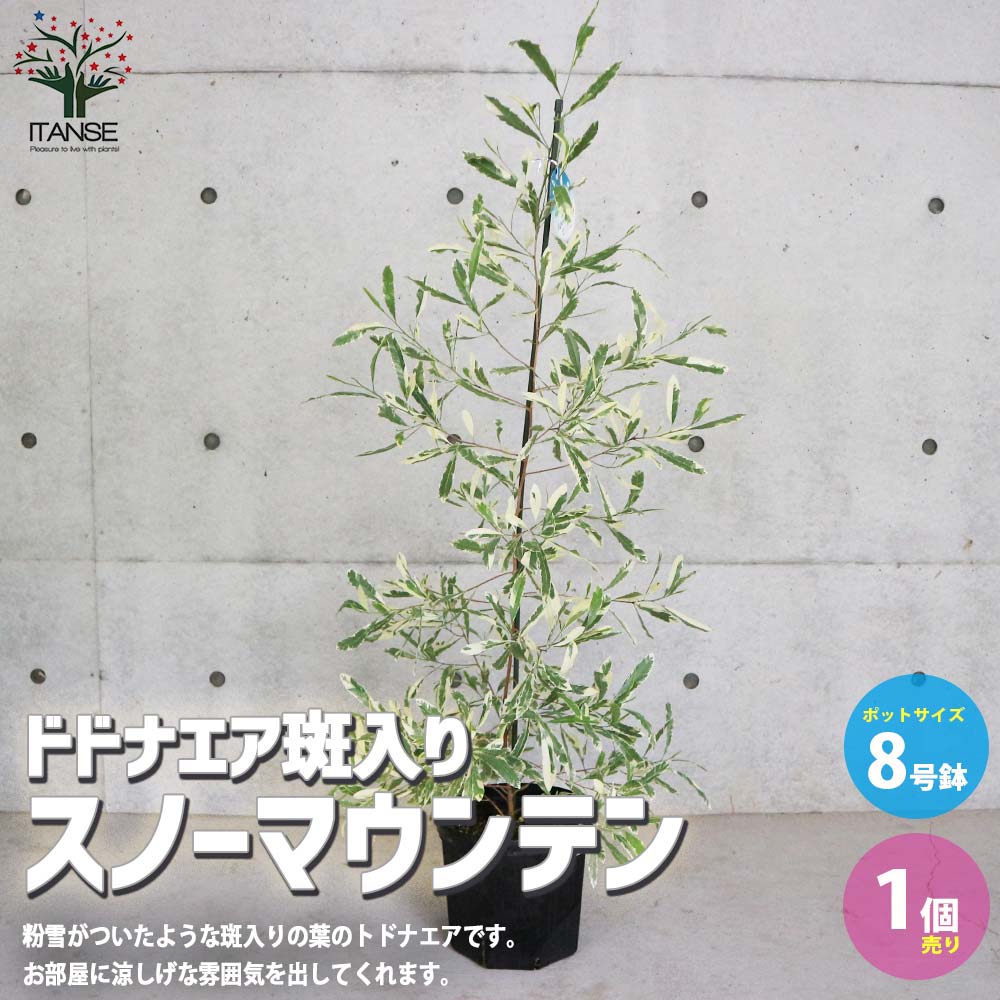 ドドナエア斑入り・スノーマウンテン【庭木 8号ポット大苗／1個売り