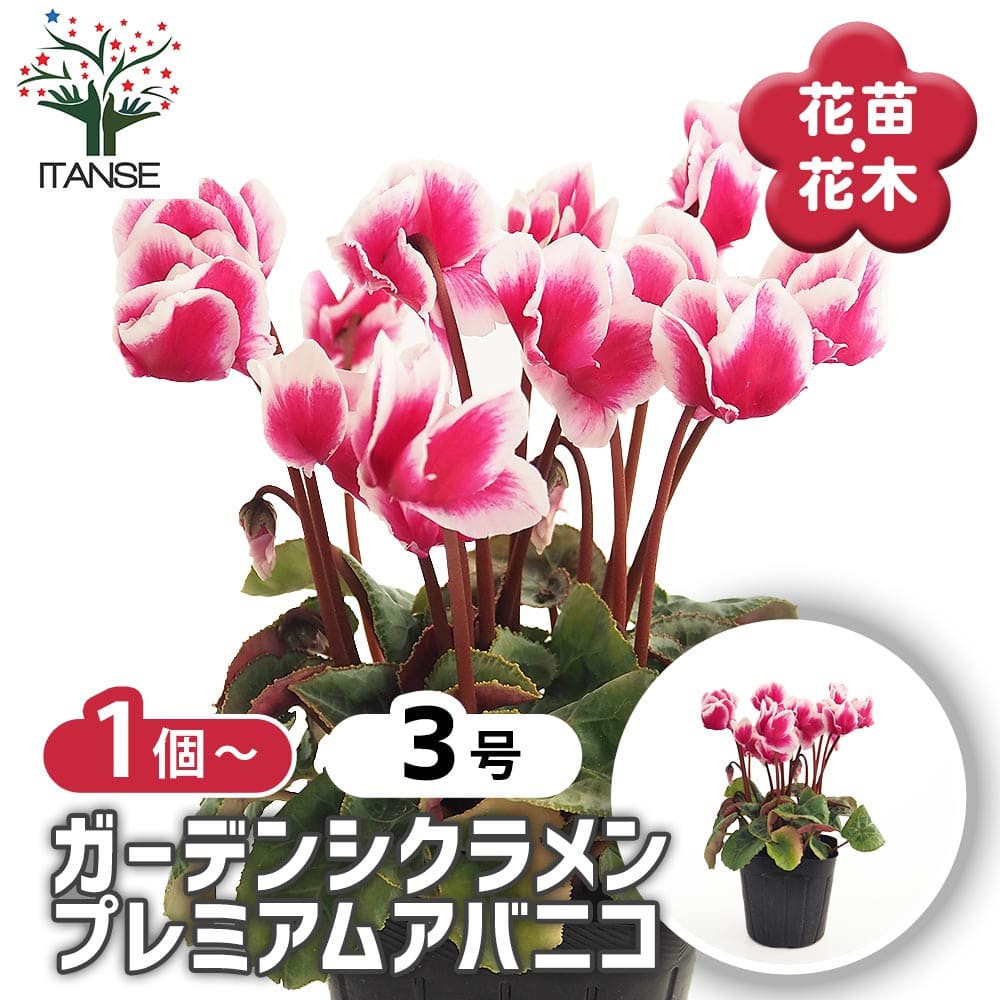 ガーデンシクラメン プレミアムアバニコ 【花苗 3号】｜ 【植物の