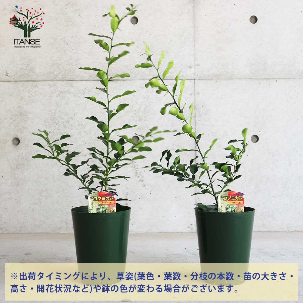 コブミカンの苗木 【果樹の苗木 6号ポット大苗 Mサイズ 挿し木苗