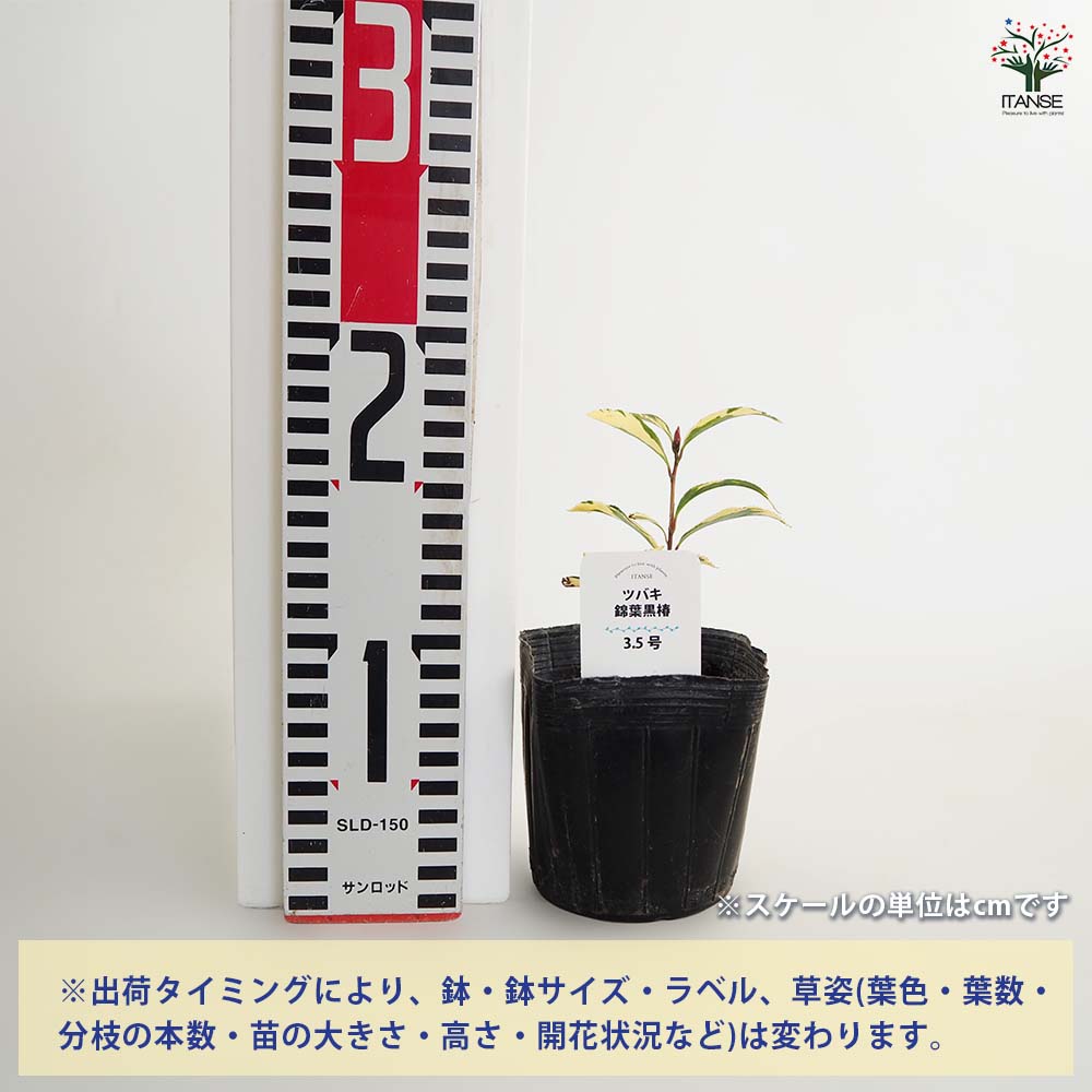 椿(ツバキ)の苗木 錦葉黒椿 【花木苗 3.5号】｜ 【植物のITANSE