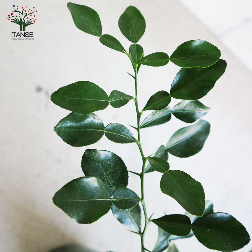 コブミカンの接木苗地植えシリーズ全て単体苗 コブミカンの接木苗地植えシリーズ全て単体苗 コブミカンの接木苗地植え