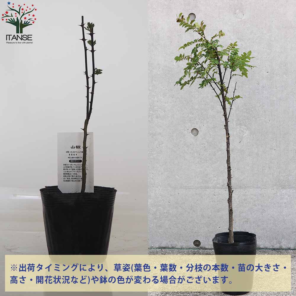 葉山椒 (ハザンショウ)【果樹の苗木 15cmポット苗／1個売り