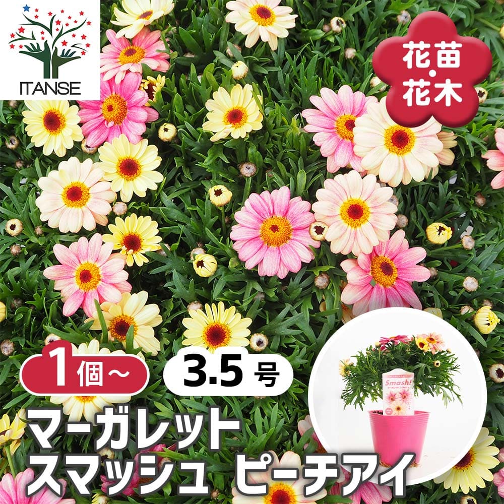 マーガレット スマッシュ ピーチアイ 【花苗 3.5号】