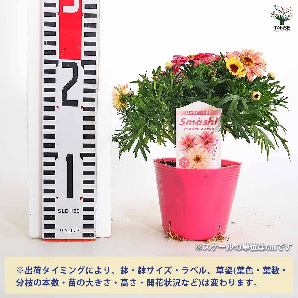 マーガレット スマッシュ ピーチアイ 【花苗 3.5号】