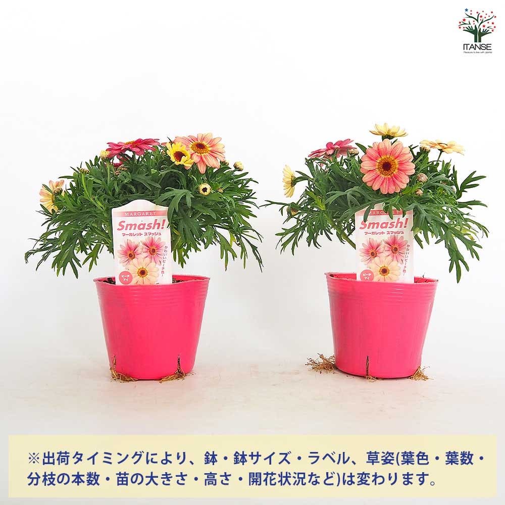マーガレット スマッシュ ピーチアイ 【花苗 3.5号】