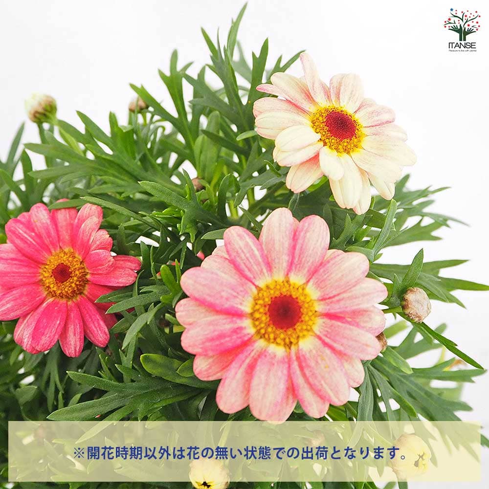 マーガレット スマッシュ ピーチアイ 【花苗 3.5号】