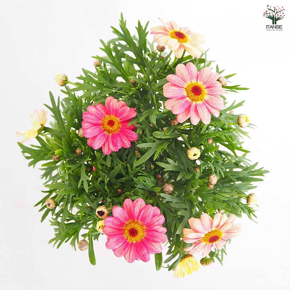 マーガレット スマッシュ ピーチアイ 【花苗 3.5号】