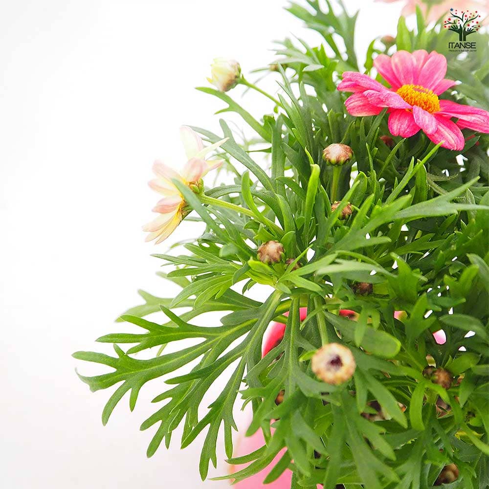 マーガレット スマッシュ ピーチアイ 【花苗 3.5号】