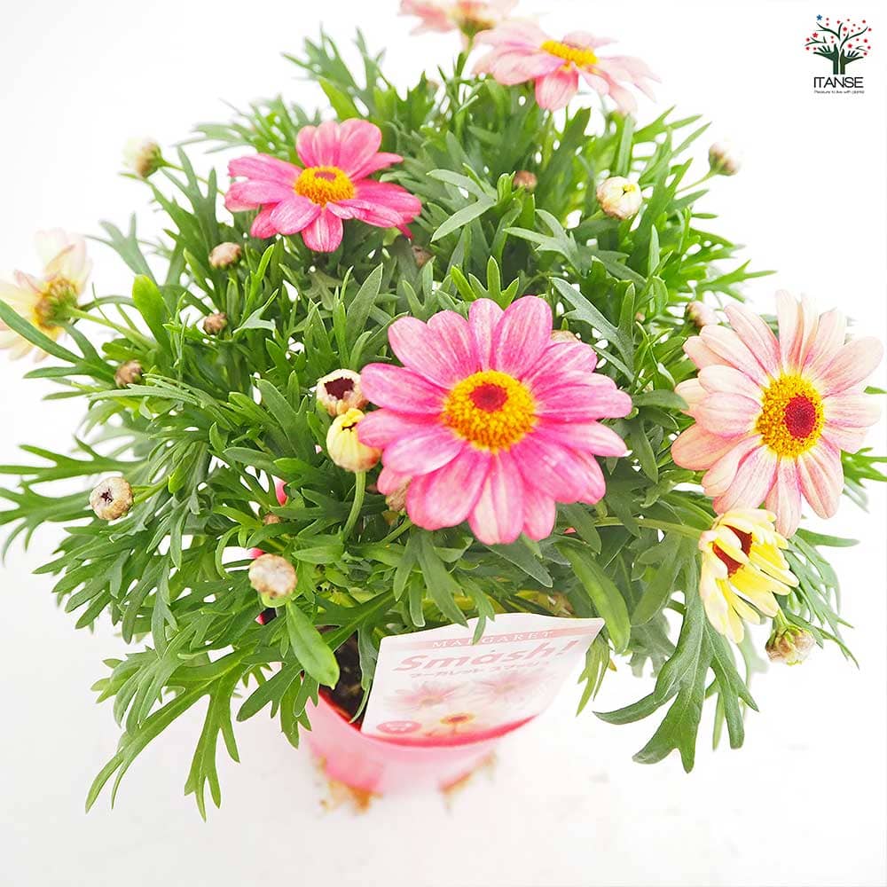 マーガレット スマッシュ ピーチアイ 【花苗 3.5号】