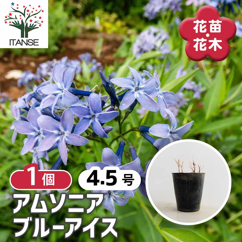 アムソニア ブルーアイス 【花苗 4.5号／1個売り】｜ 【植物の