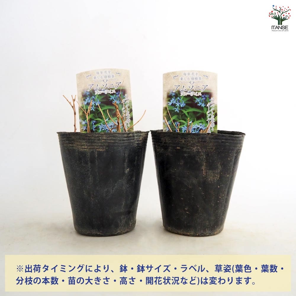 アムソニア ブルーアイス 【花苗 4.5号／1個売り】｜ 【植物の