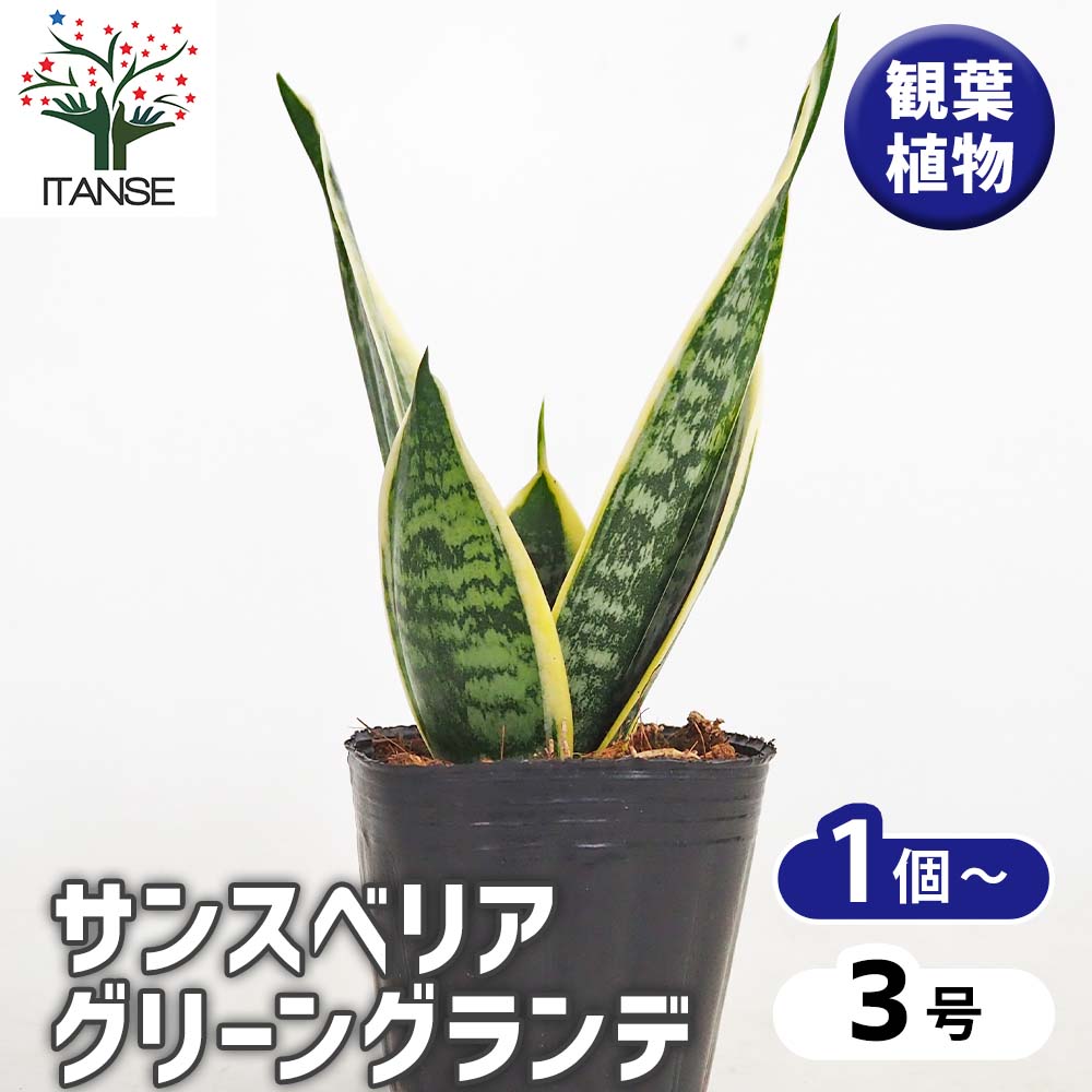 サンスベリア グリーングランデ 【観葉植物 3号】｜ 【植物の