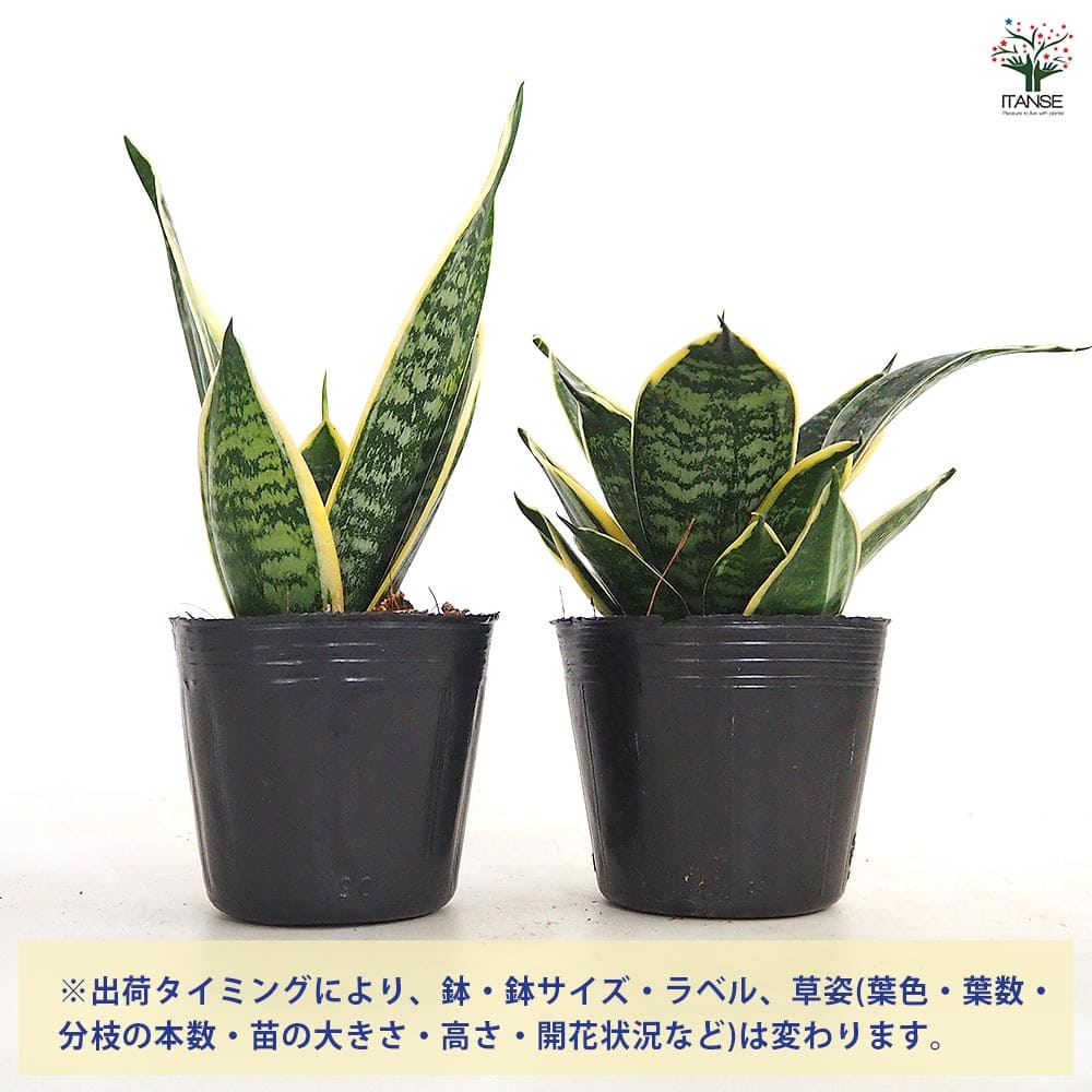 サンスベリア グリーングランデ 【観葉植物 3号】｜ 【植物の