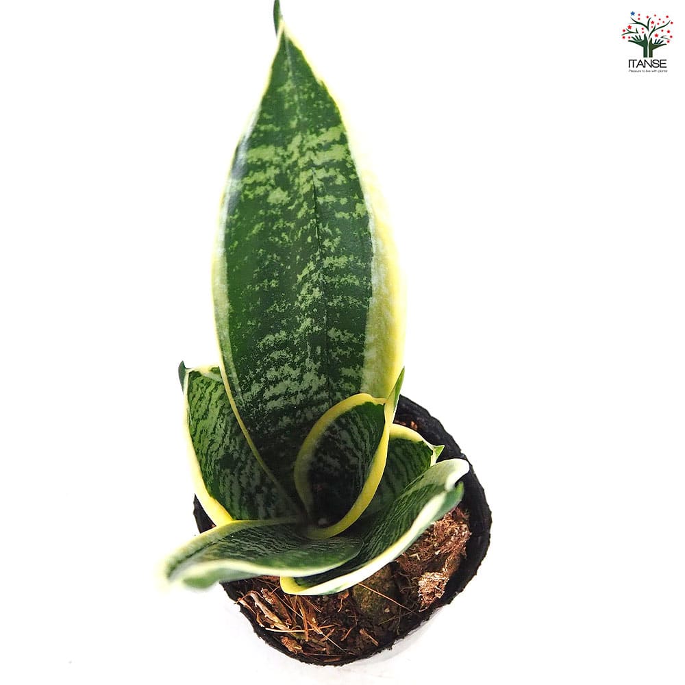 サンスベリア グリーングランデ 【観葉植物 3号】｜ 【植物の