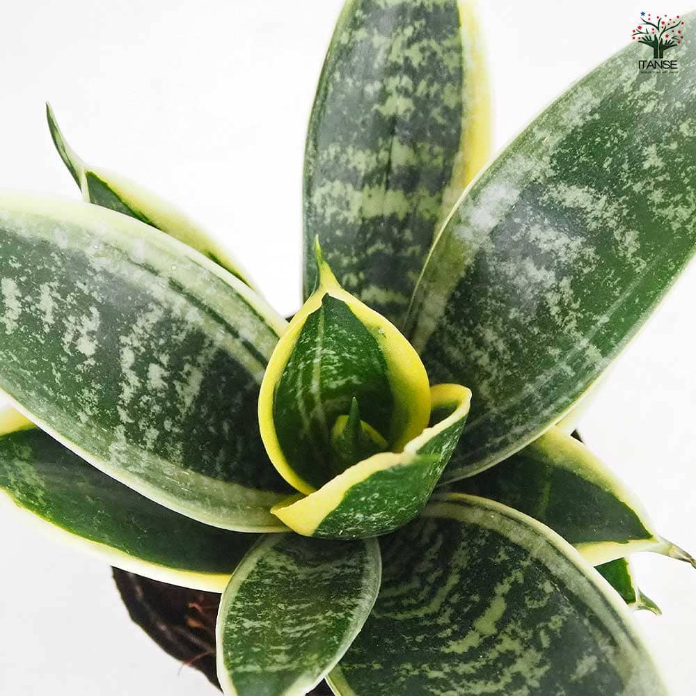 サンスベリア グリーングランデ 【観葉植物 3号】｜ 【植物の