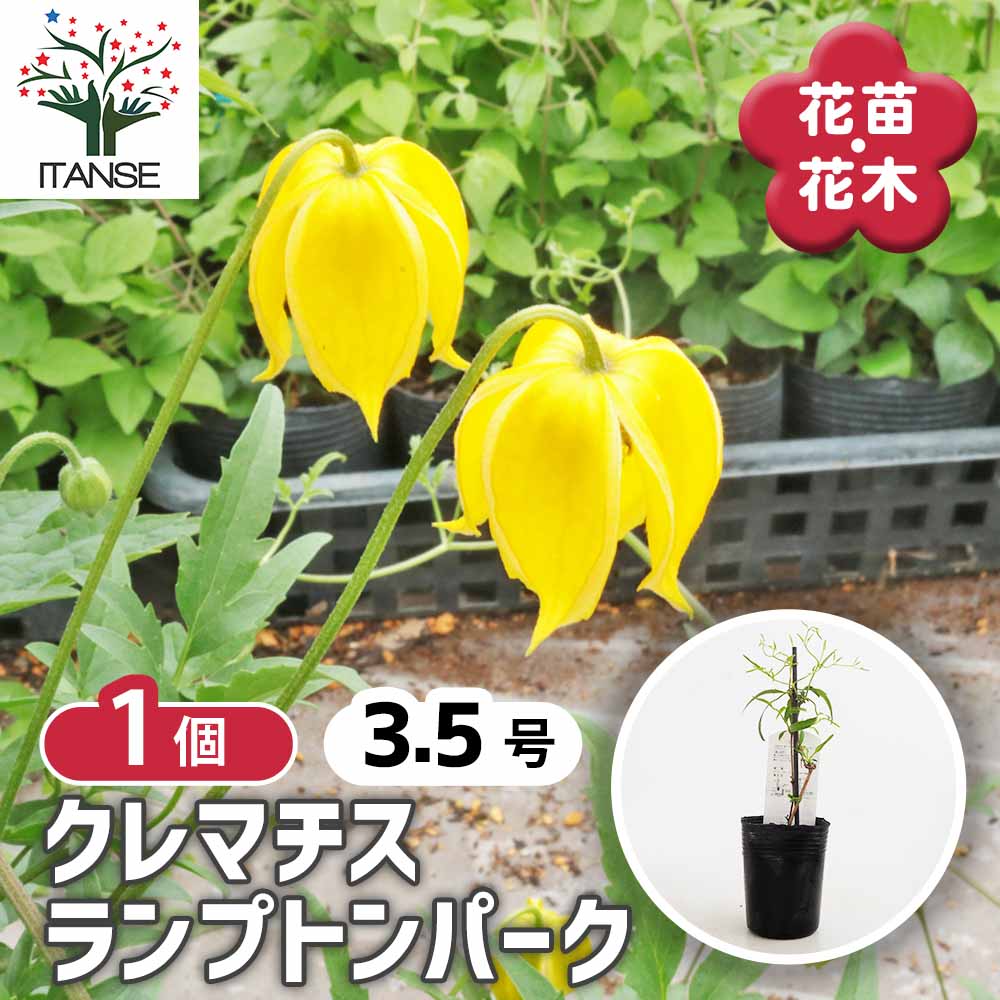 クレマチス ランプトンパーク 【花苗 3.5号／1個売り】｜ 【植物の
