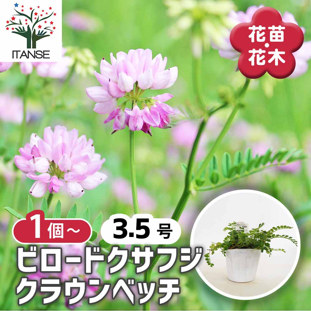 コロニラ バリア ( ビロードクサフジ クラウンベッチ ) 【花苗 3.5号