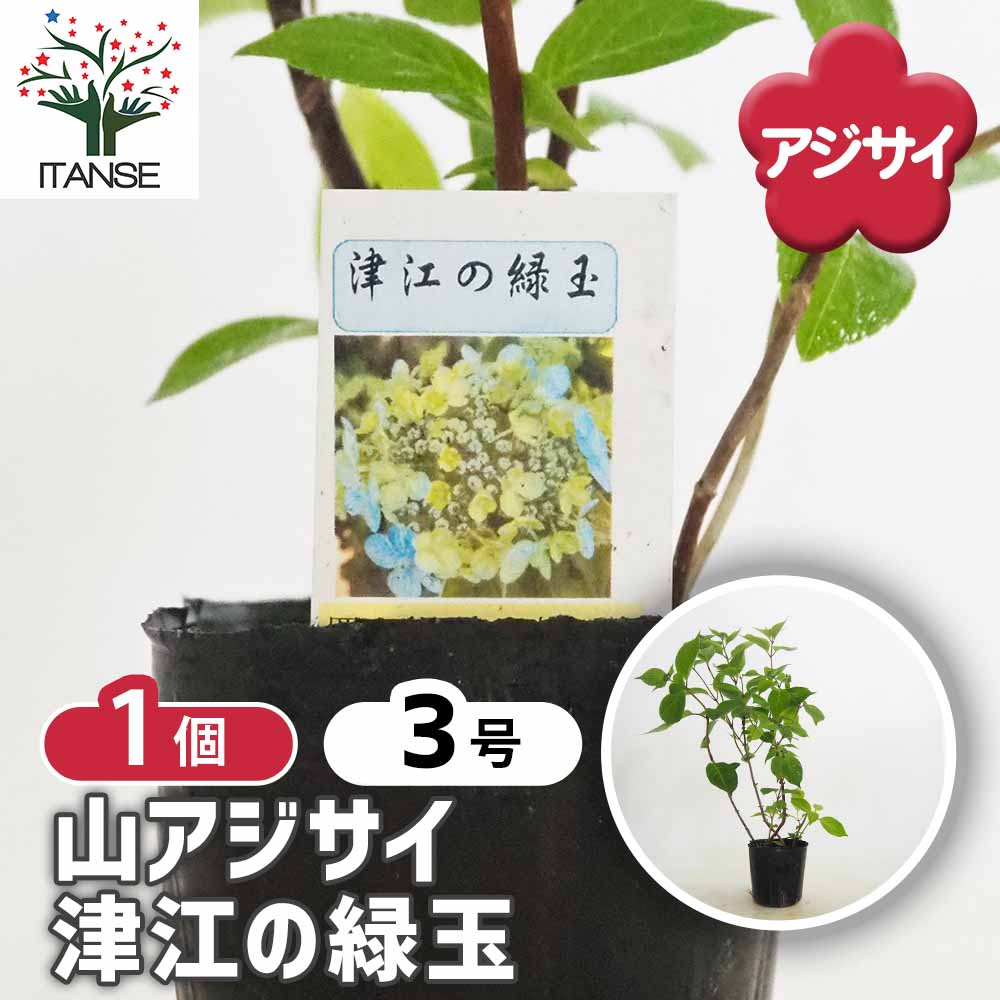 山アジサイ 津江の緑玉 【花木苗 3号／1個売り】｜ 【植物の