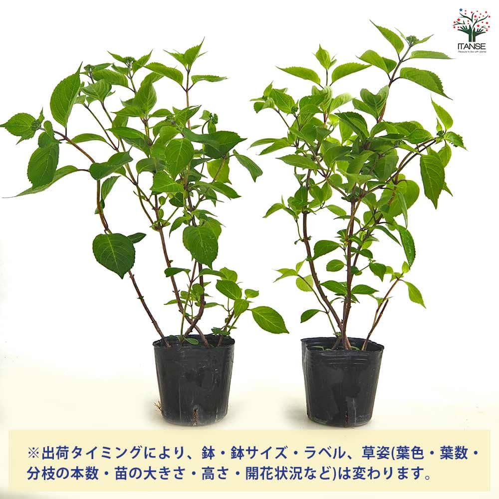 山アジサイ 津江の緑玉 【花木苗 3号／1個売り】｜ 【植物の