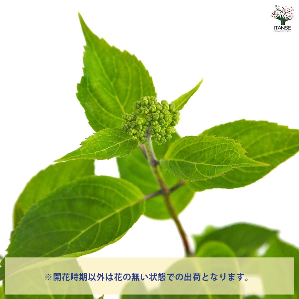 山アジサイ 津江の緑玉 【花木苗 3号／1個売り】｜ 【植物の