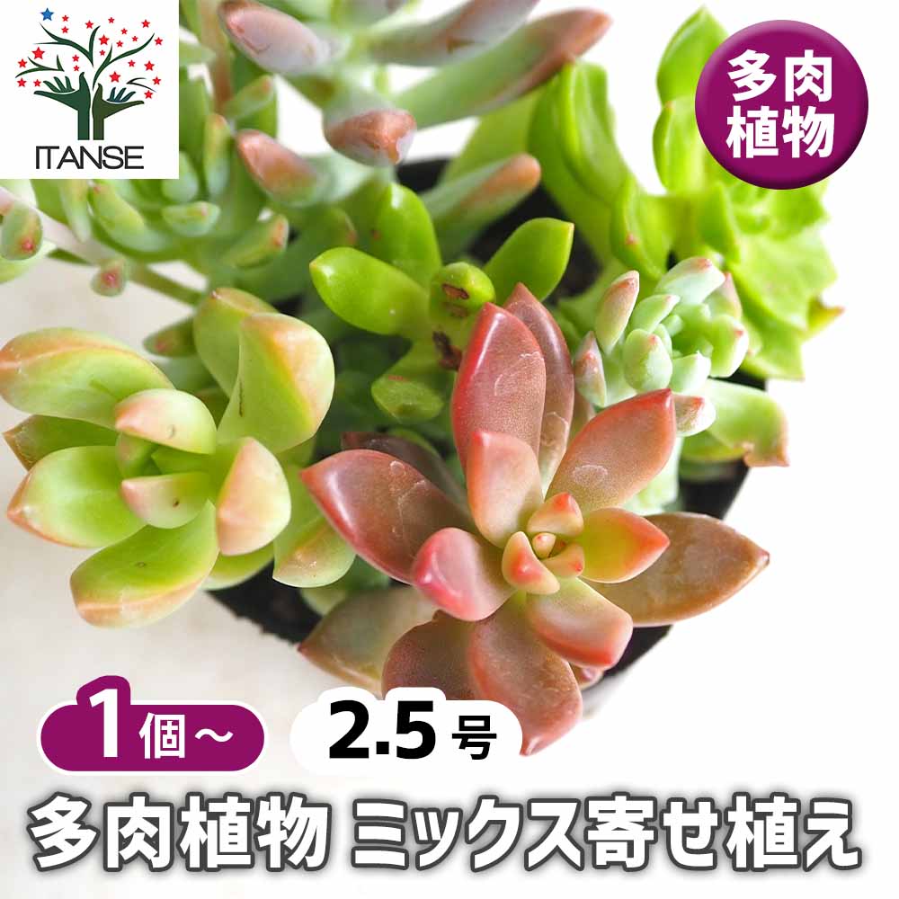 多肉植物 ミックス寄せ植え 【多肉植物 2.5号】｜ 【植物の