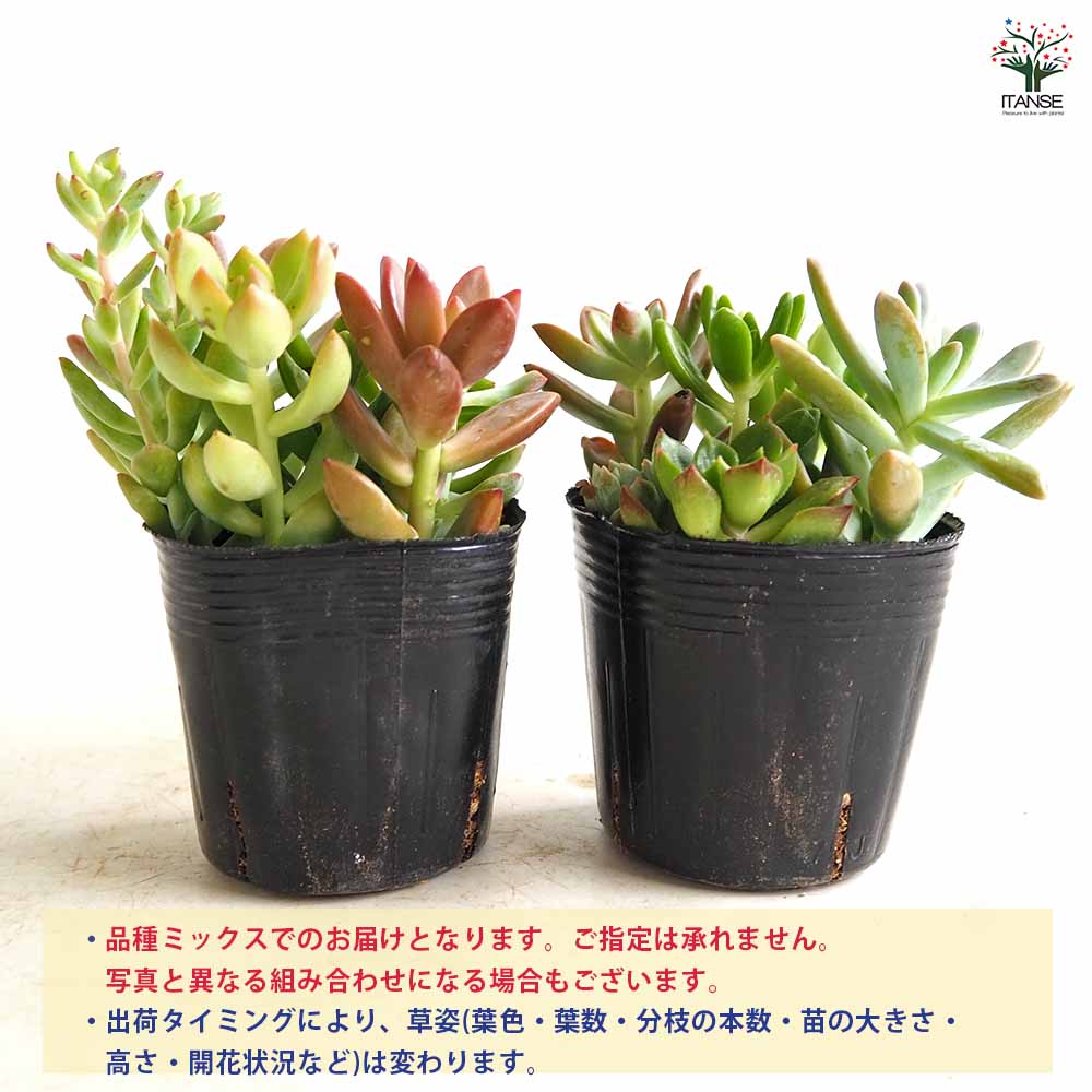 多肉植物 ミックス寄せ植え 【多肉植物 2.5号】｜ 【植物の