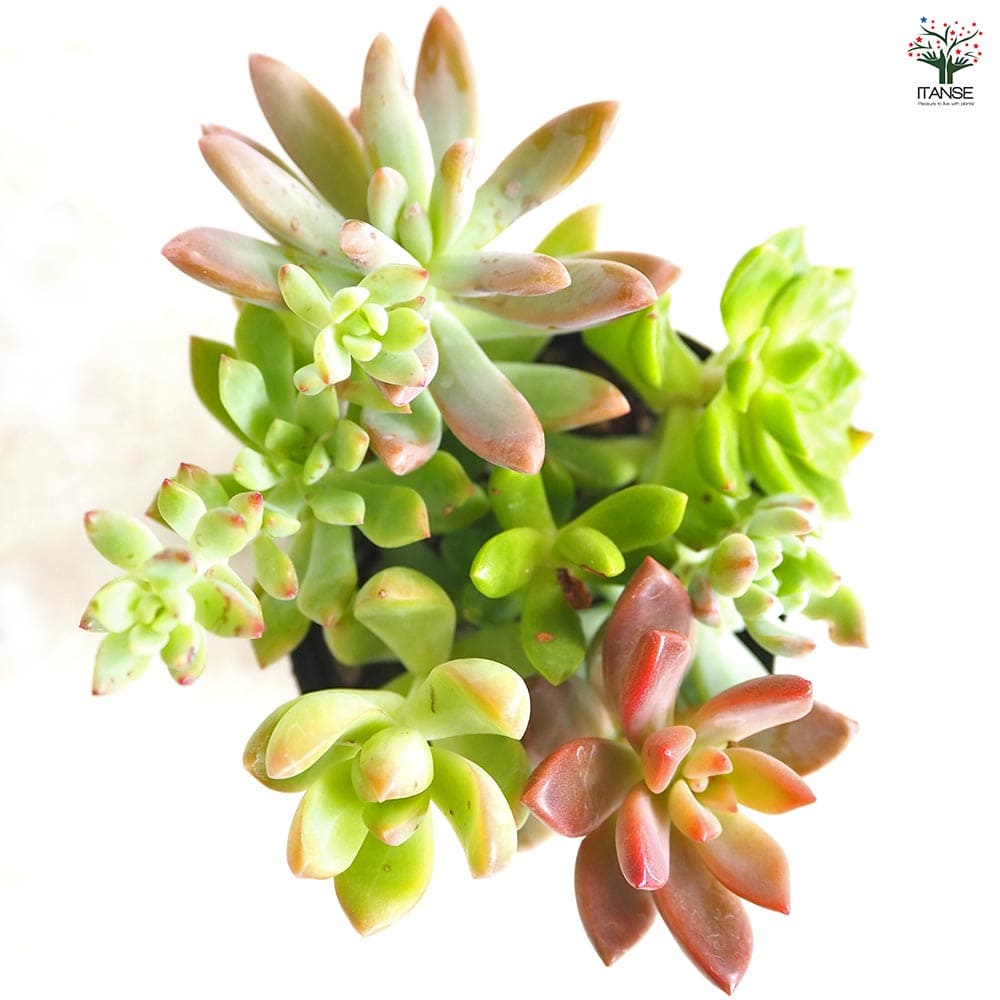 多肉植物 ミックス寄せ植え 【多肉植物 2.5号】｜ 【植物の