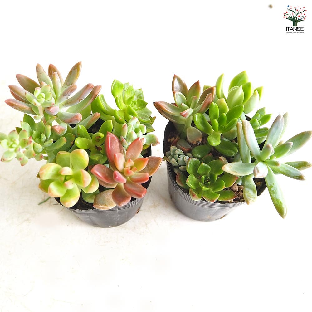 多肉植物 ミックス寄せ植え 【多肉植物 2.5号】｜ 【植物の