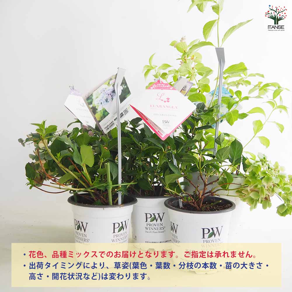 アジサイ PW花終わりアジサイ 【花木苗 5号】｜ 【植物のITANSE