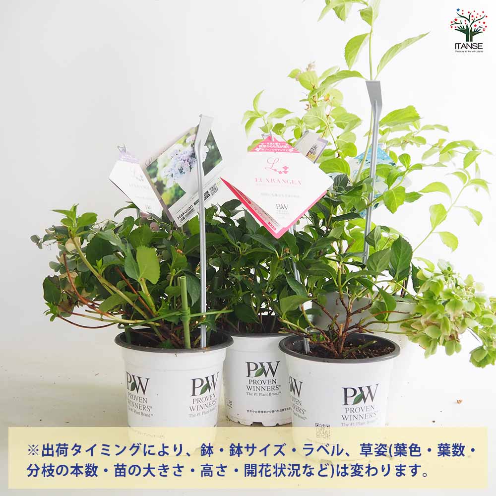 アジサイ PW花終わりアジサイ 【花木苗 5号】｜ 【植物のITANSE