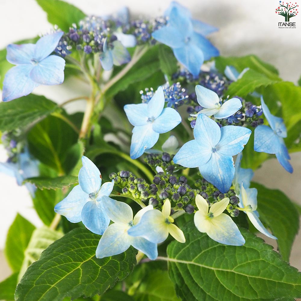 山アジサイの苗 品種：天竜碧(テンリュウミドリ)【花苗 3号ポット／1個