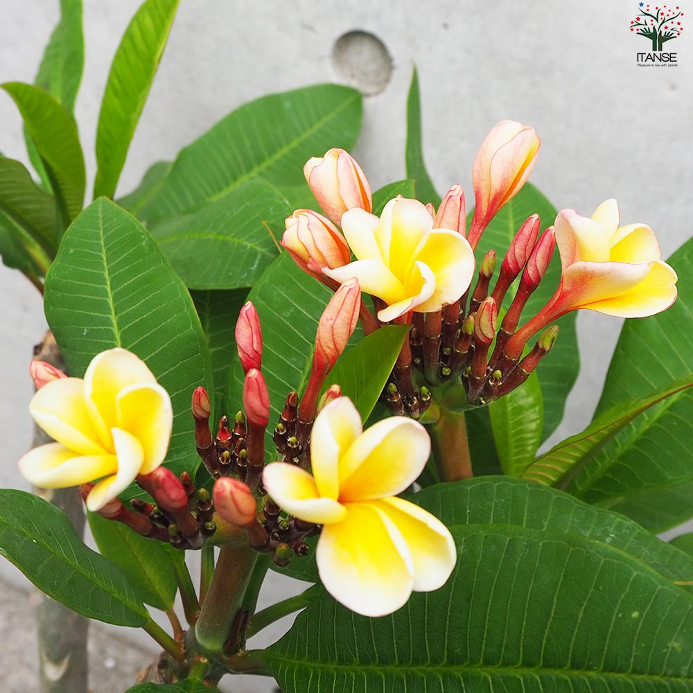 プルメリア苗木 品種：ポプリ【花苗 5号鉢／1個売り】｜ 【植物の