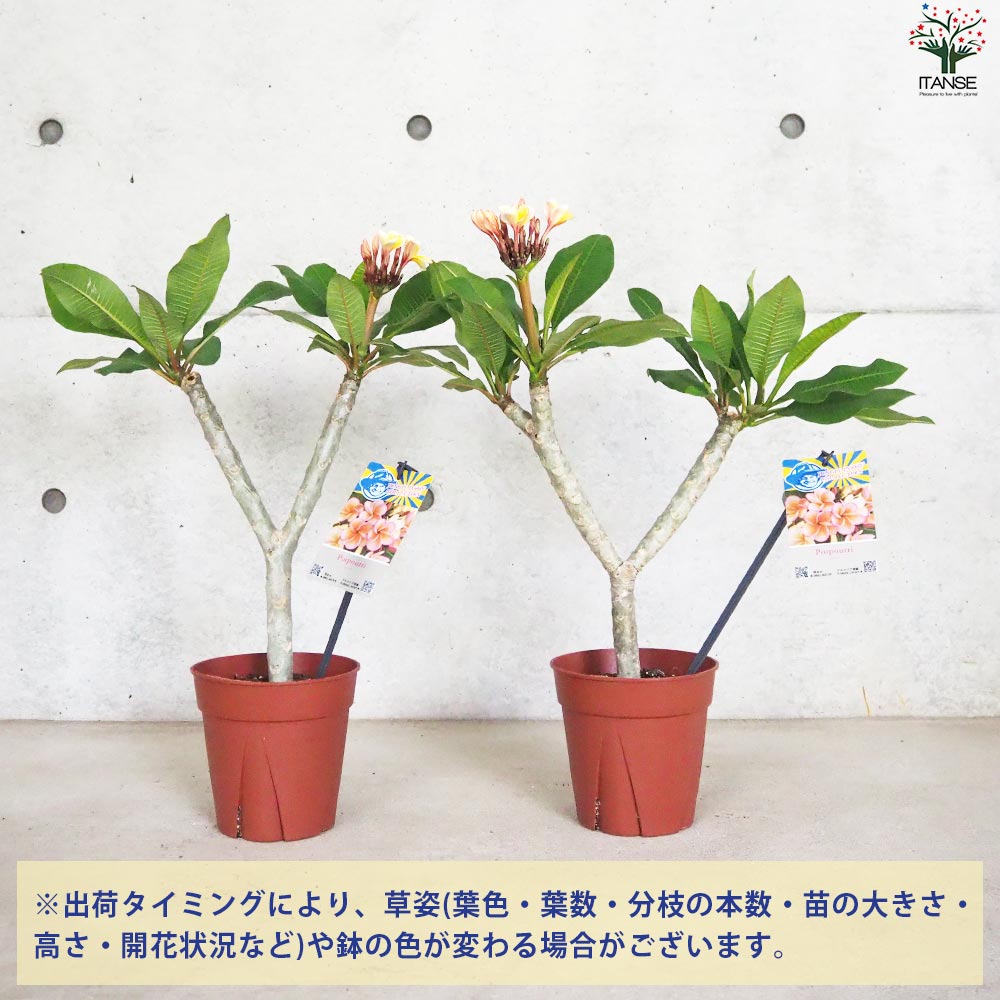 プルメリア苗木 品種：ポプリ【花苗 5号鉢／1個売り】｜ 【植物の
