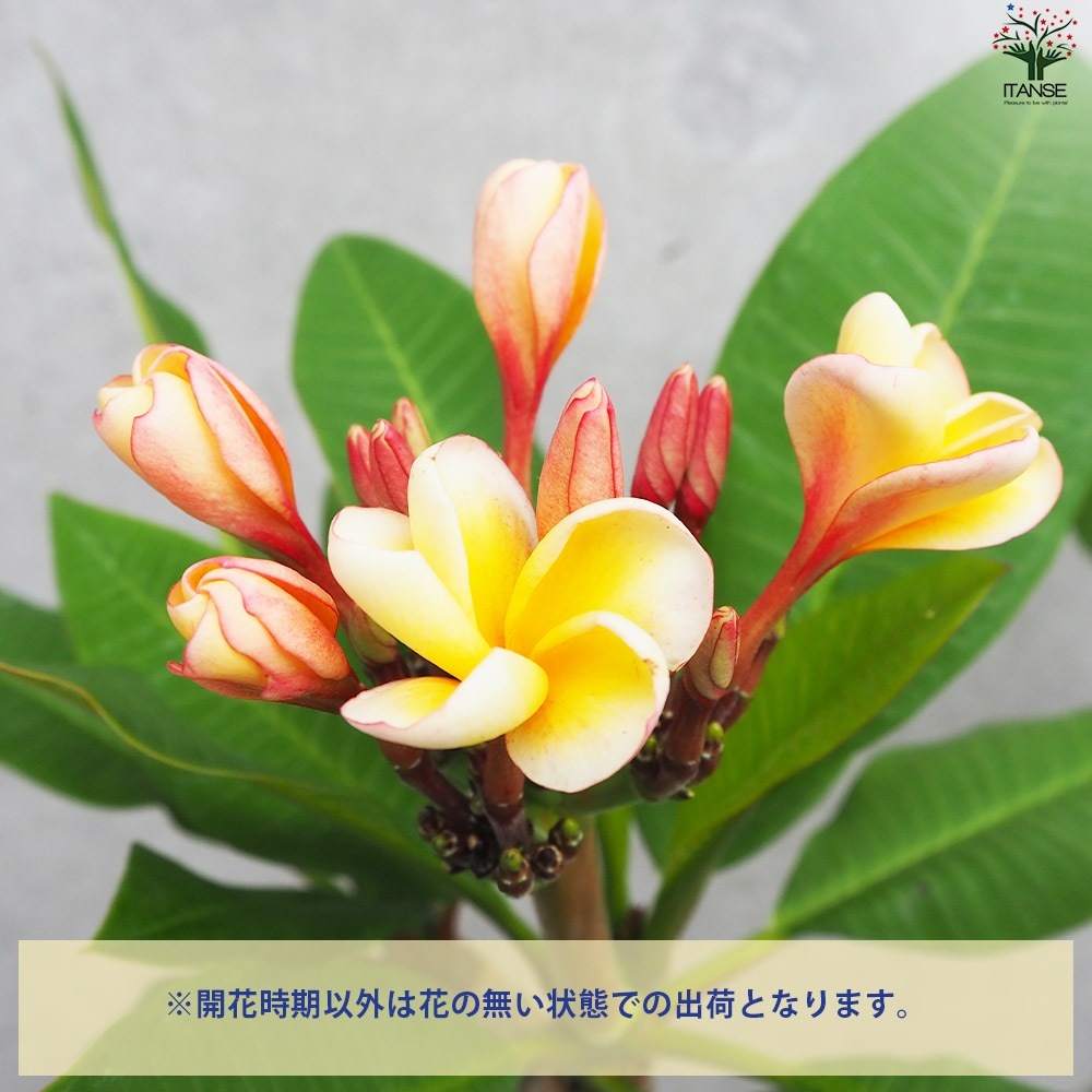 プルメリア苗木 品種：ポプリ【花苗 5号鉢／1個売り】｜ 【植物の
