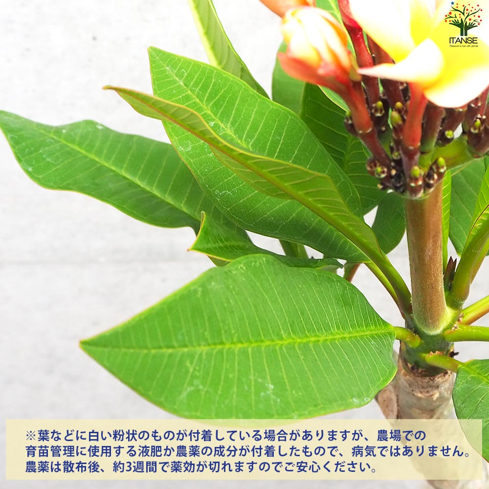 プルメリア苗木 品種：ポプリ【花苗 5号鉢／1個売り】｜ 【植物の