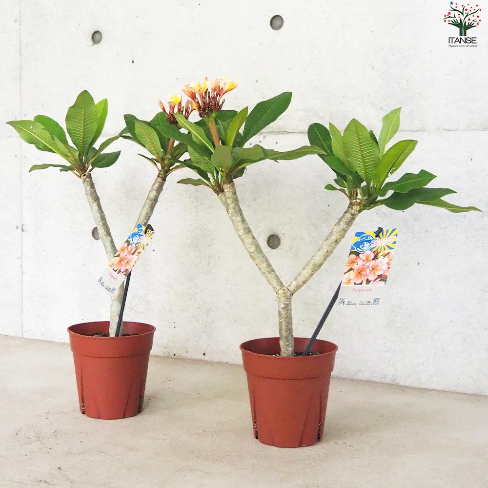 プルメリア苗木 品種：ポプリ【花苗 5号鉢／1個売り】｜ 【植物の