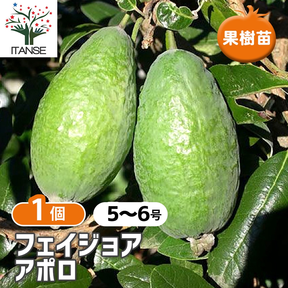 フェイジョア アポロ 【庭木 5～6号ポット／1個売り】｜ 【植物の