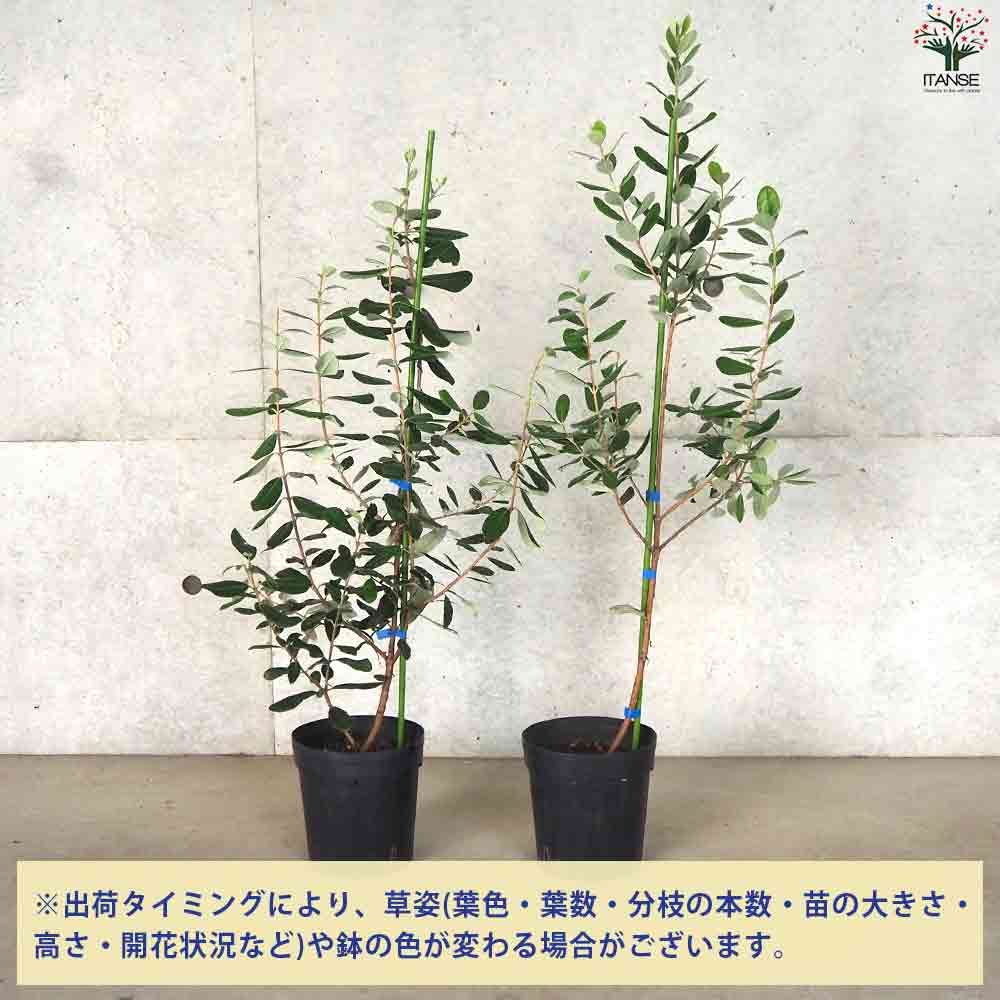 フェイジョア アポロ 【庭木 6号ポット/1個売り】| 【植物の フェイジョア アポロ 【庭木 6号ポット/1個売り】| 【植物の