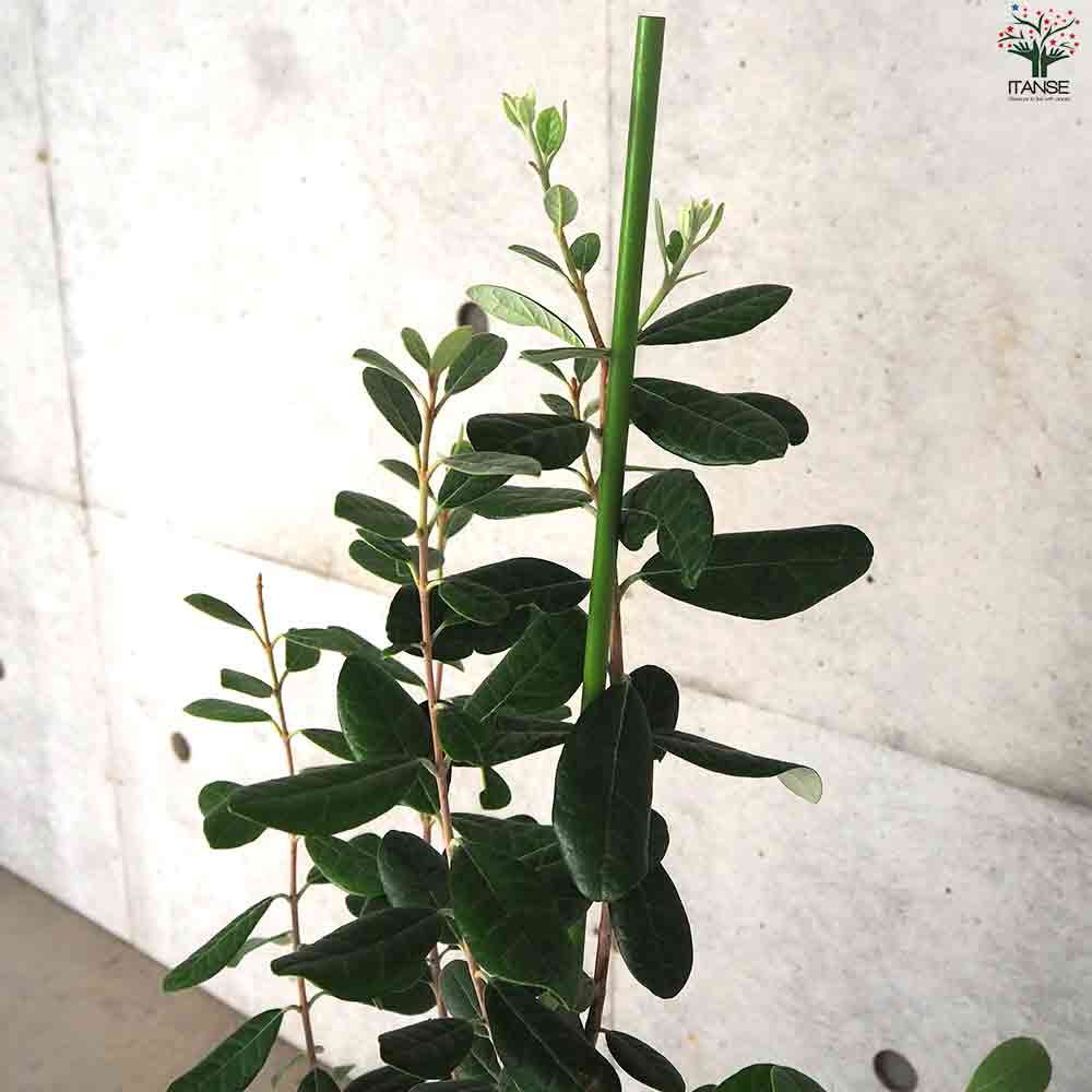 フェイジョア ★ アポロ ⑥ 樹高130cm フェイジョア アポロ 6号スリット鉢（接木）｜果樹04-PA | 果樹