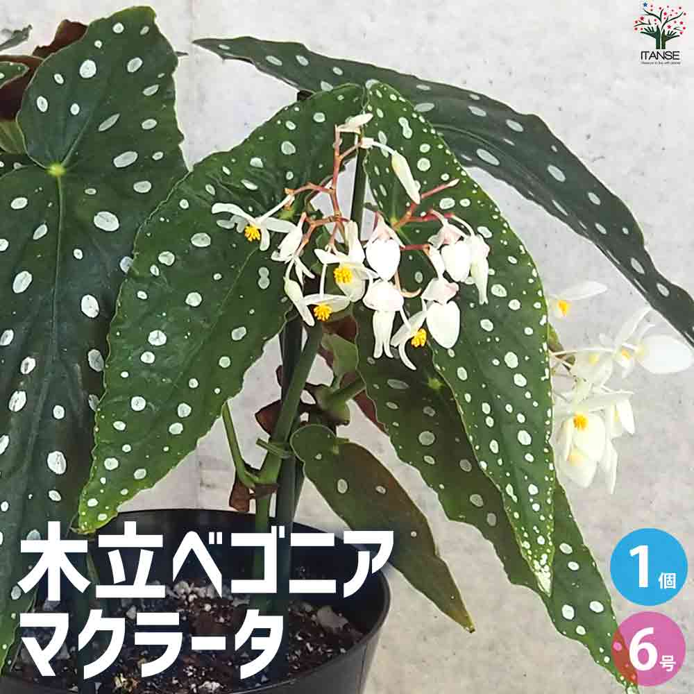 木立ベゴニア  マクラータ 【観葉植物 6号鉢／1個売り】