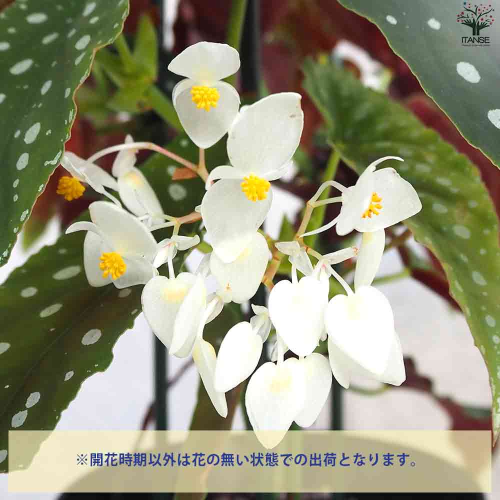 木立ベゴニア  マクラータ 【観葉植物 6号鉢／1個売り】