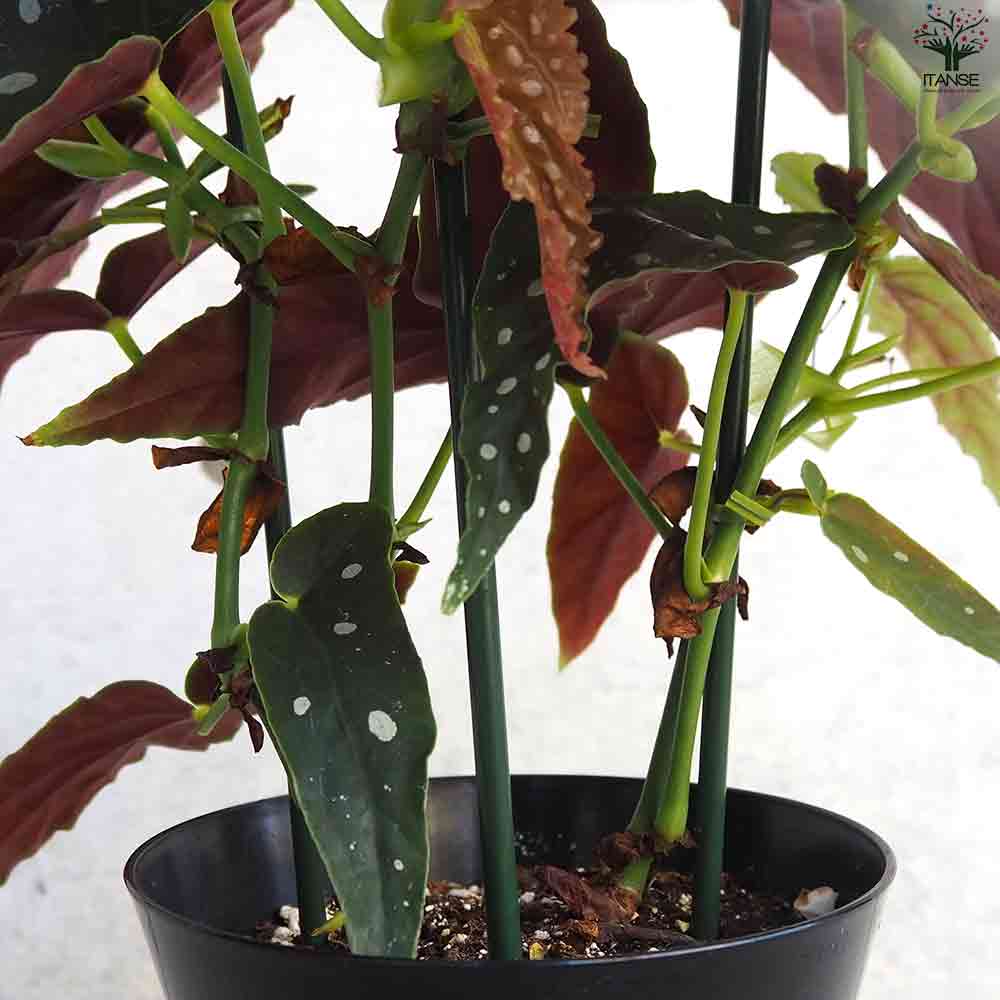 木立ベゴニア  マクラータ 【観葉植物 6号鉢／1個売り】