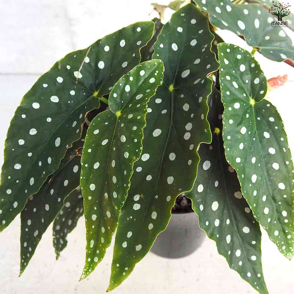 木立ベゴニア  マクラータ 【観葉植物 6号鉢／1個売り】