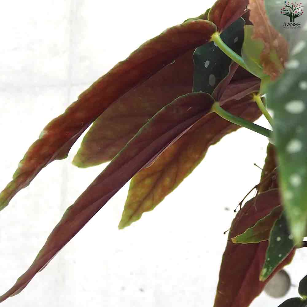 木立ベゴニア  マクラータ 【観葉植物 6号鉢／1個売り】