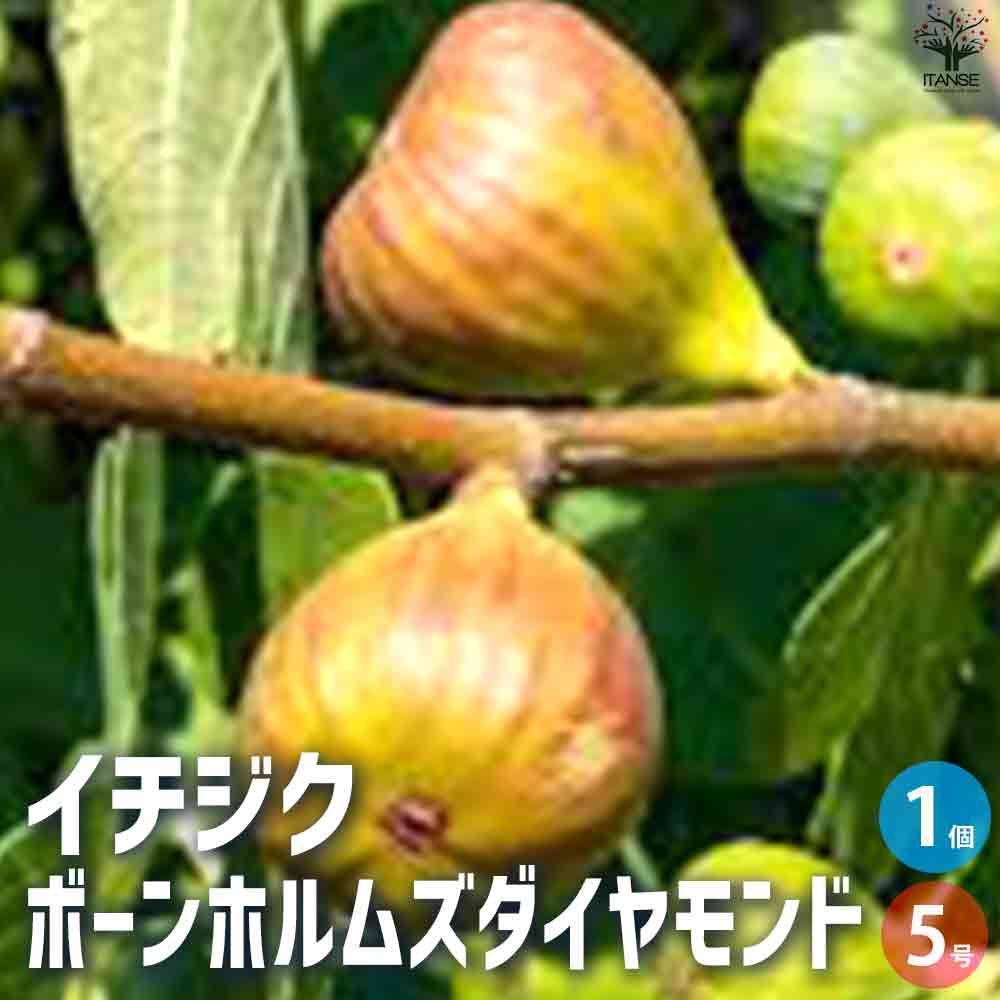 イチジク ボーンホルムズダイヤモンド 【果樹の苗木 5号ポット／1個売り】