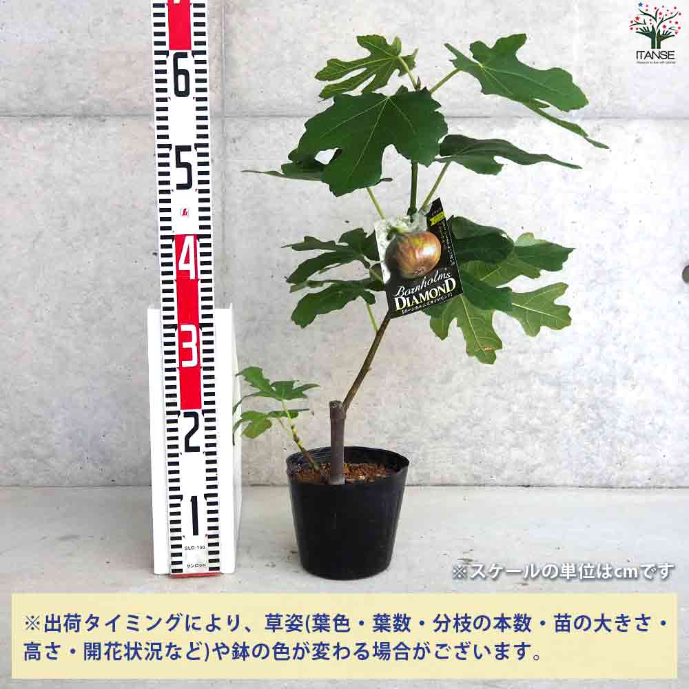イチジク ボーンホルムズダイヤモンド 【果樹の苗木 5号ポット／1個売り】